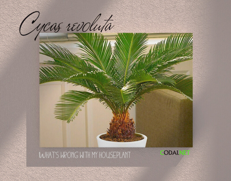 Ebook Vi T Ho What S Wrong With My Houseplant Sago Palm Cycas