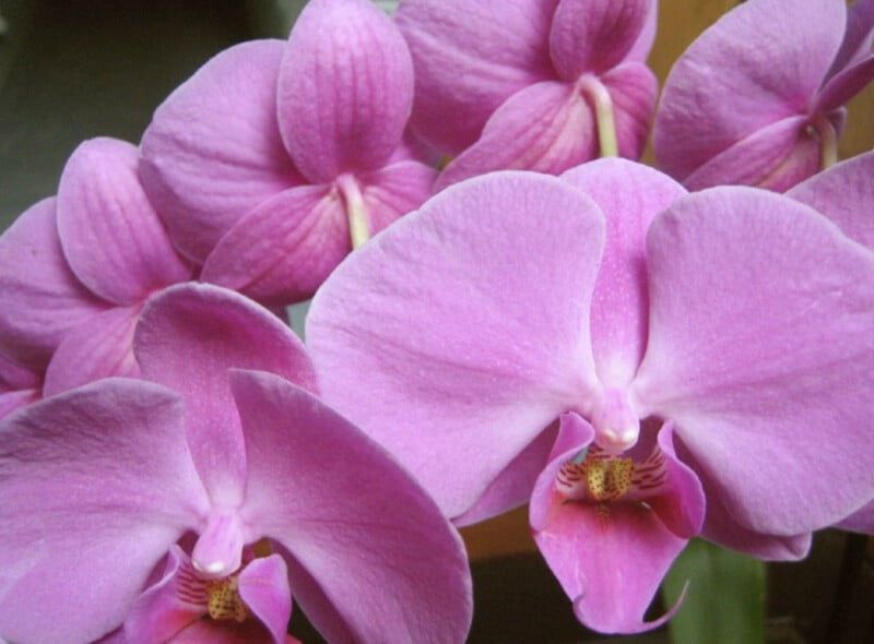 Ebook Vi T Ho What S Wrong With My Houseplant Moth Orchid