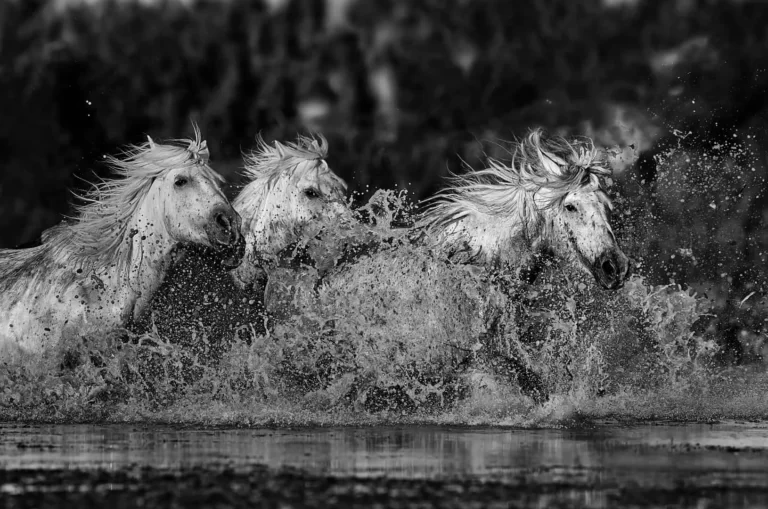 Fine Art Photography là gì Điều nên biết về Nhiếp ảnh nghệ thuật