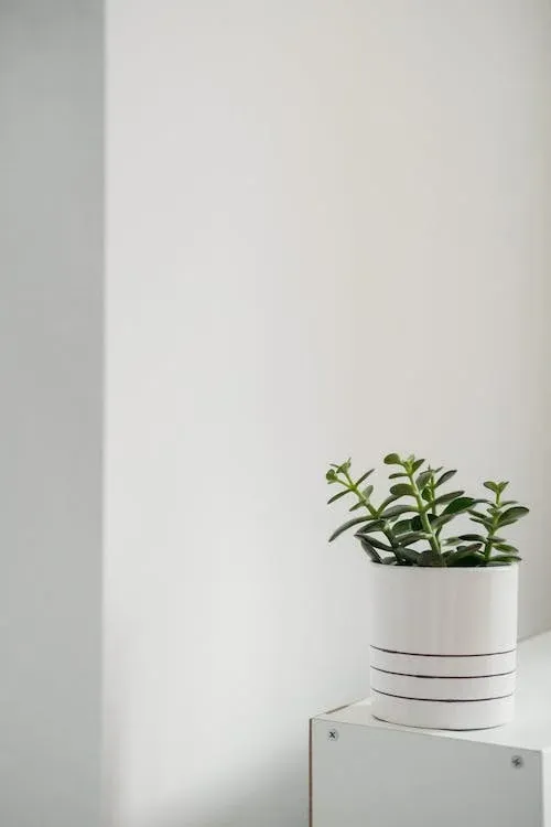 Những cách chụp ảnh tối giản hiệu quả