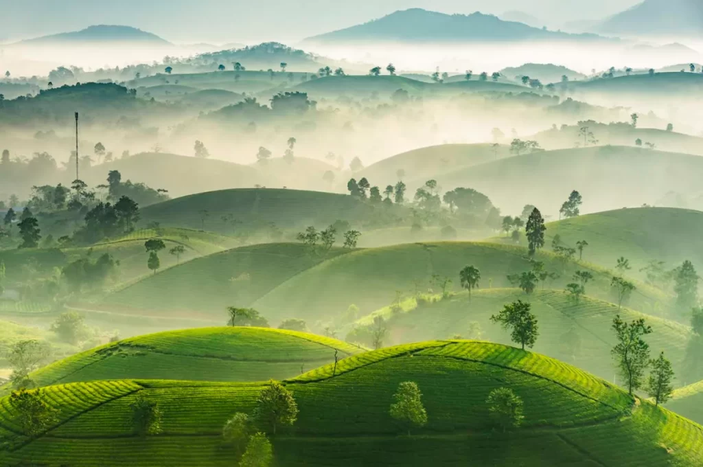 10 cách tạo dáng chụp ảnh nghệ thuật ở đồi chè cực chill