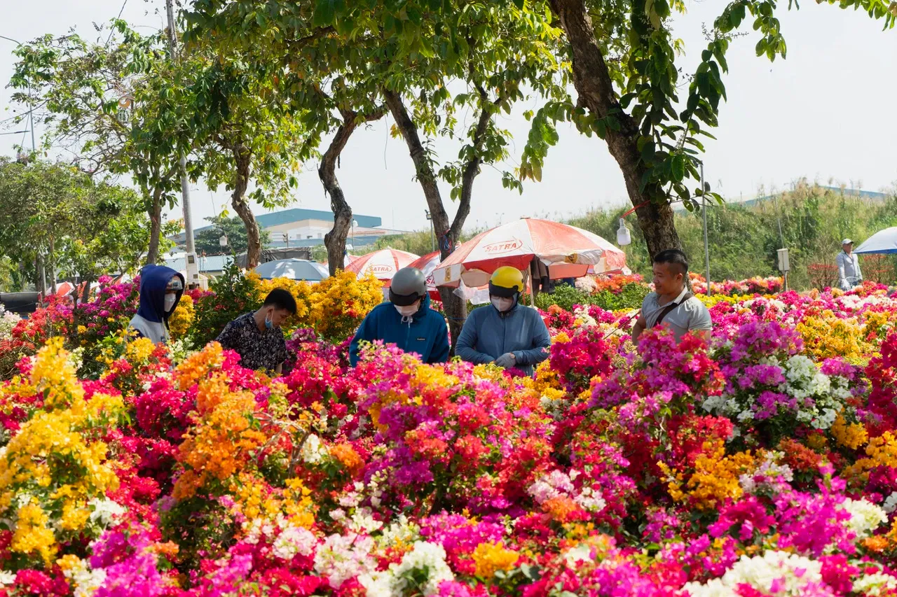Chọn cây trưng Tết, hoa cúng, trái cây
