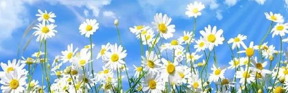 Cách chụp ảnh nghệ thuật với hoa đẹp mỹ mãn (Phần 1)