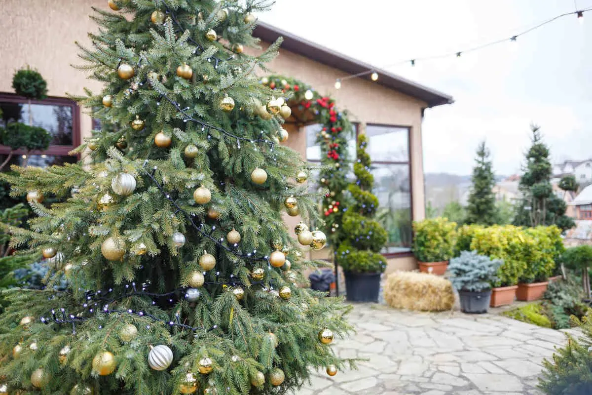 Trang trí Giáng Sinh với cây thông Noel ngoài trời