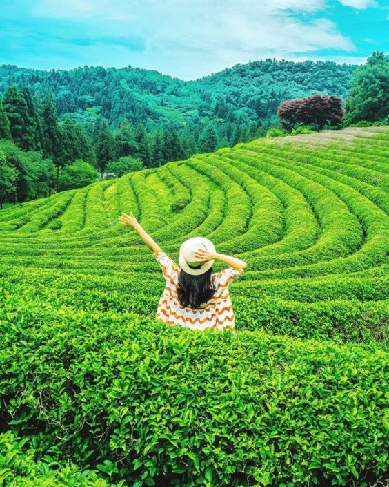 10 cách tạo dáng với đồi chè cực mát mẻ, chill. (Nguồn: Internet)