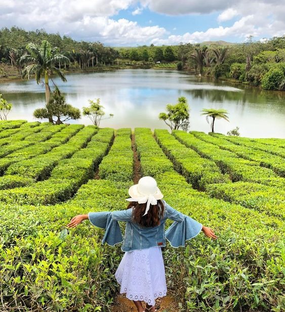Tạo dáng đi dạo trong vườn chè