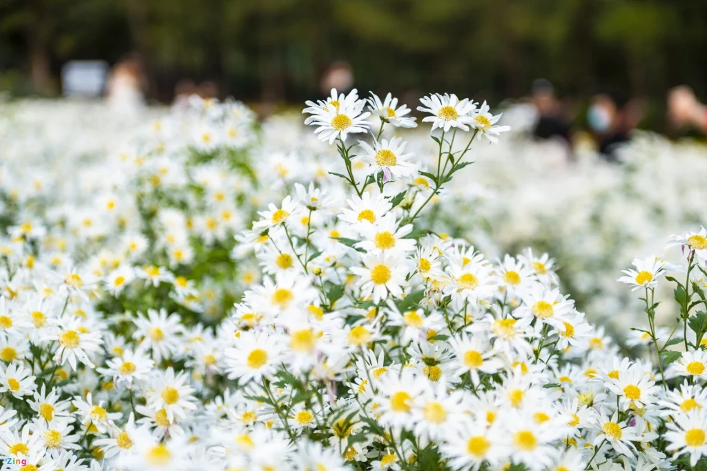 Chụp ảnh với cúc họa mi ở đâu đẹp nhất