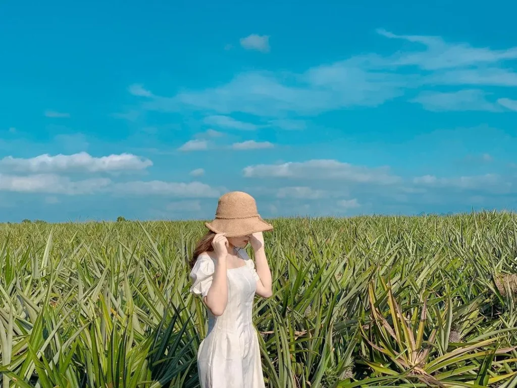 Đồi dứa Tam Điệp