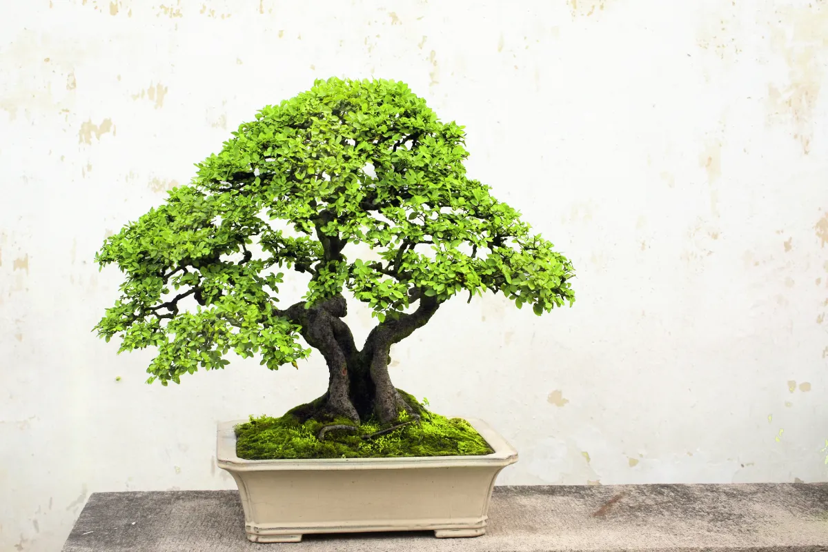 Cần chuẩn bị gì để chụp hình cây cảnh?