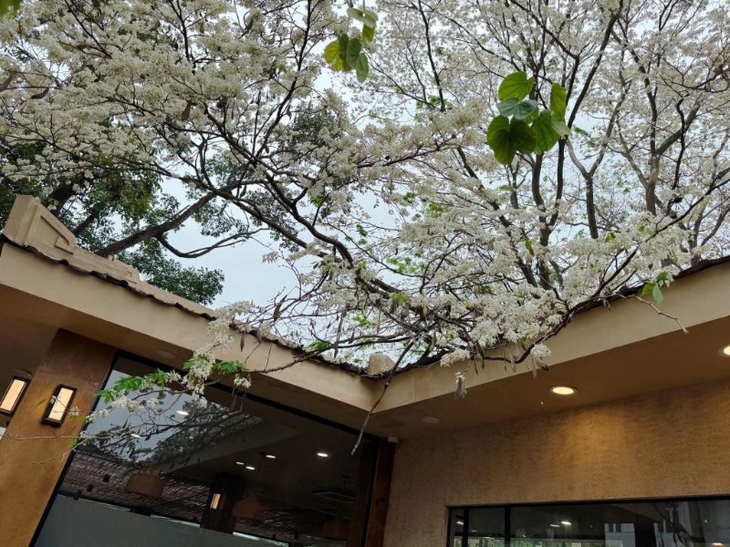 Hình ảnh hoa sưa đẹp