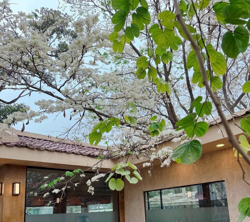 Ảnh hoa sưa đẹp