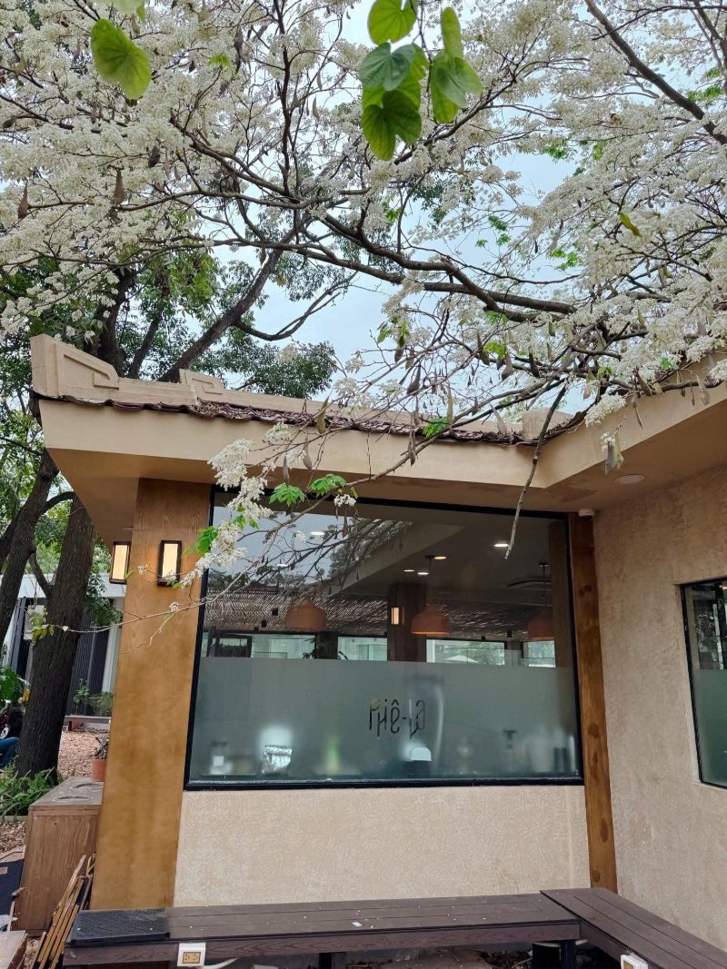 Ảnh phong cảnh hoa sưa đẹp