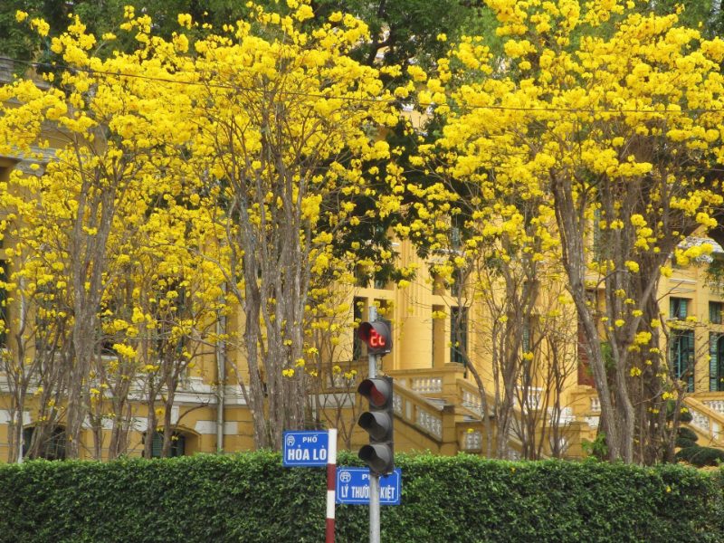 Tải ảnh hoa phong linh đẹp về máy