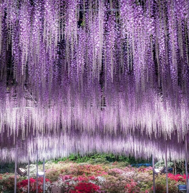 Hình hoa tử đằng