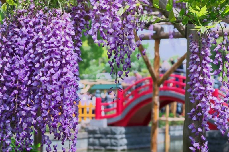 Hình ảnh hoa từ đằng đẹp