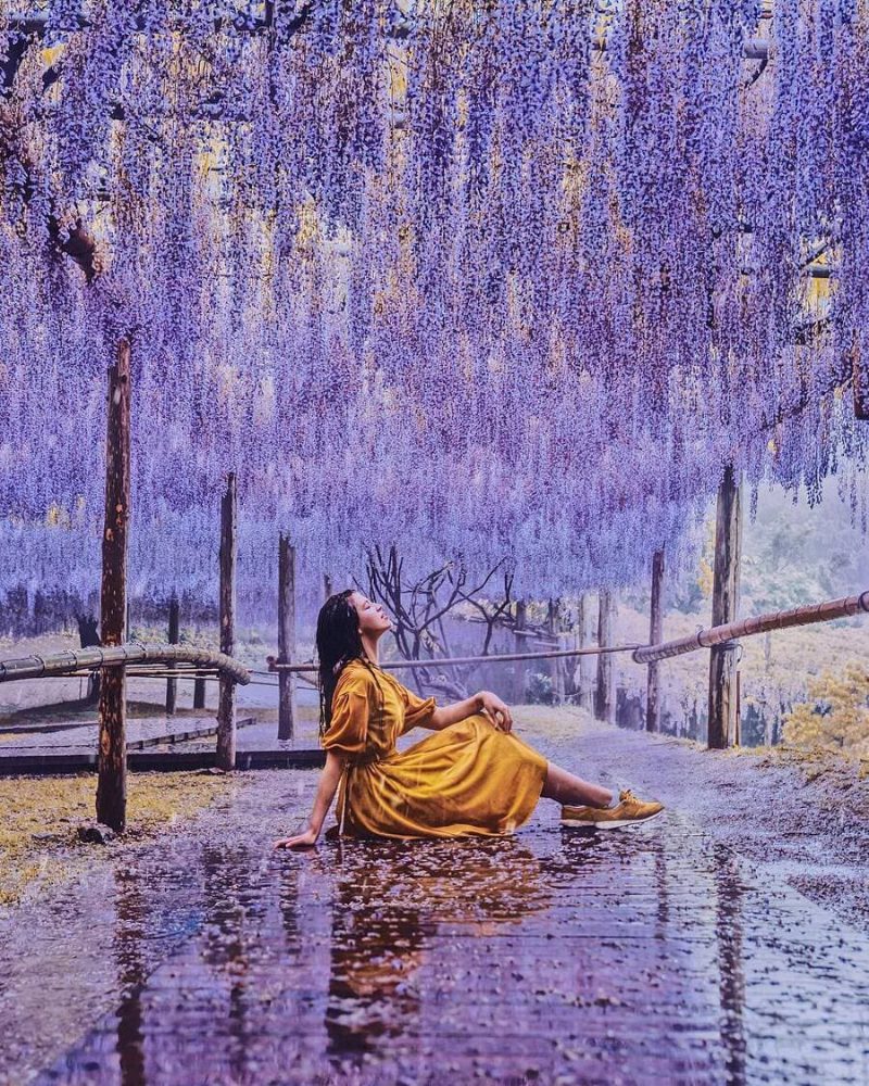 Hình nền ảnh hoa tử đằng đẹp tự nhiên