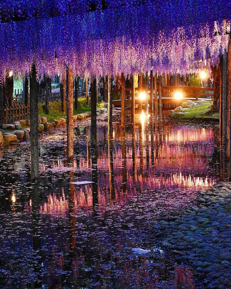 Tải ảnh hoa tử đằng đẹp về điện thoại