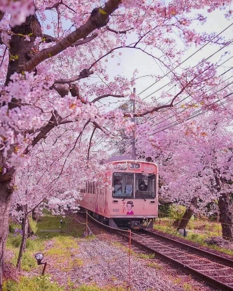 hình ảnh hoa tulip đẹp