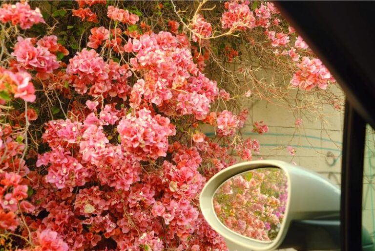 tải ảnh hoa đẹp miễn phí