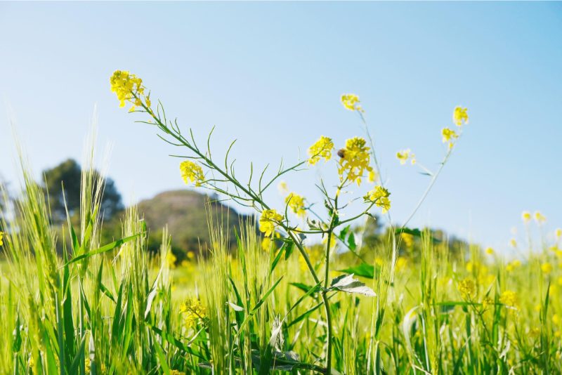 Hình nền ảnh hoa cải dầu đẹp tự nhiên