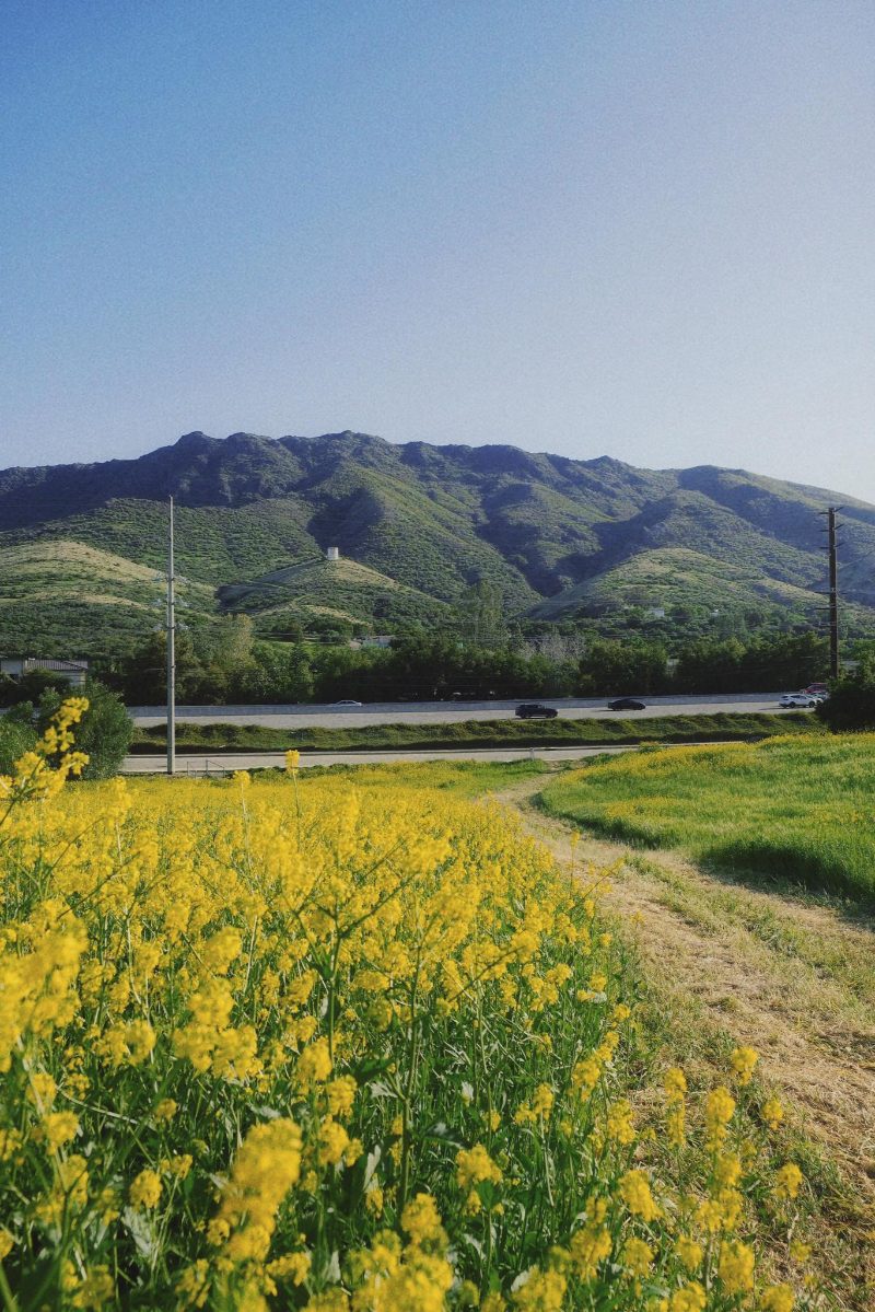 Cánh đồng hoa cải dầu