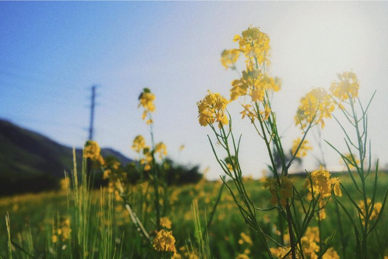 Tải ảnh hoa cải dầu đẹp về máy