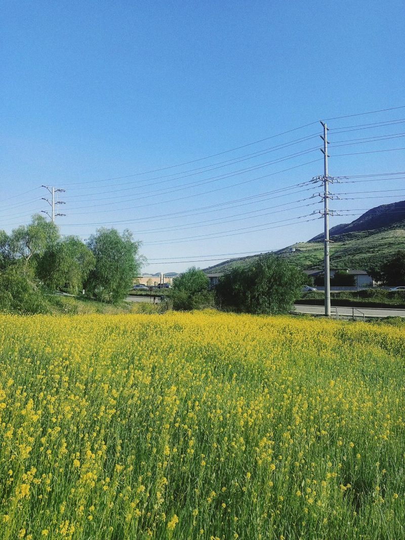 Tải ảnh hoa cải dầu đẹp về điện thoại