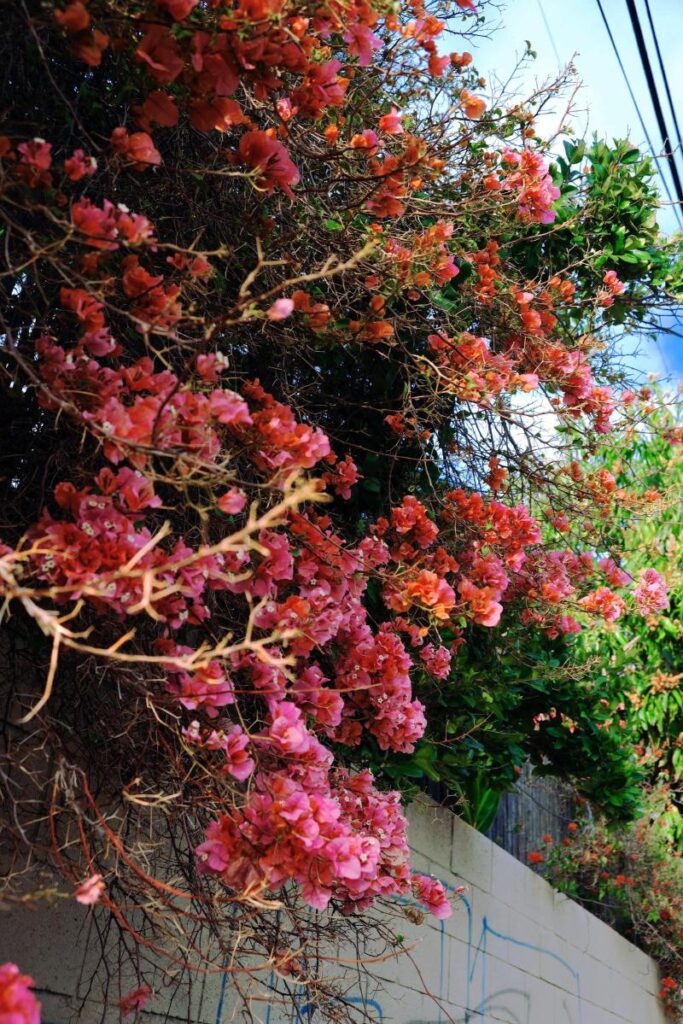 ảnh hoa đẹp tự nhiên