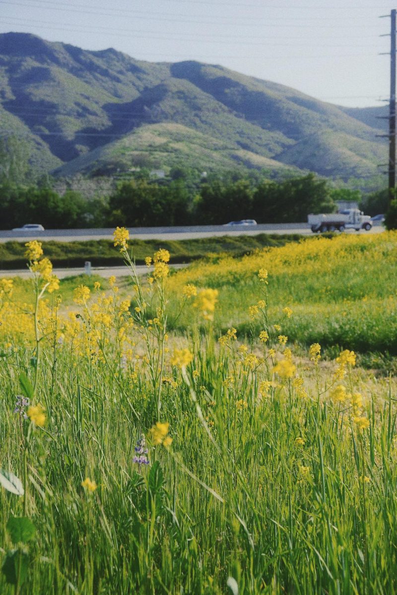 Hình ảnh hoa cải