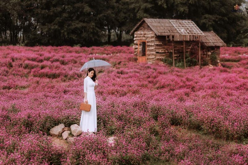 Thảo nguyên hoa Long Biên ( Nguồn ảnh: Sưu tầm )