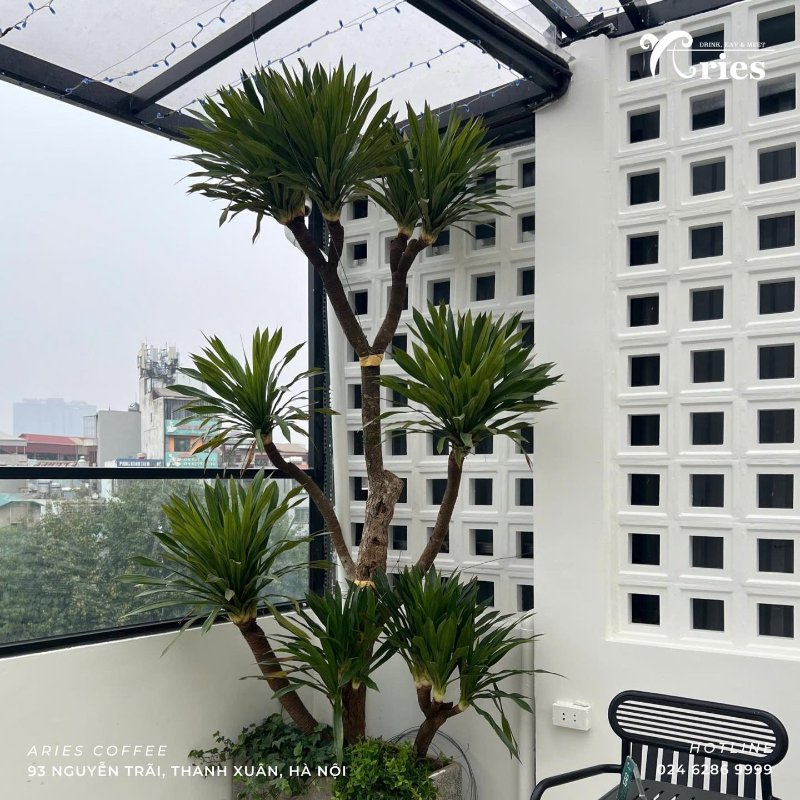 Aries Coffee ( Nguồn ảnh: Sưu tầm )