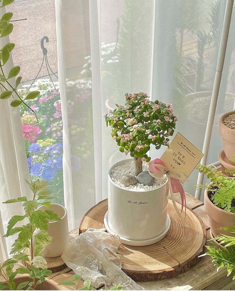 Cây để bàn ( nguồn ảnh: sưu tầm )