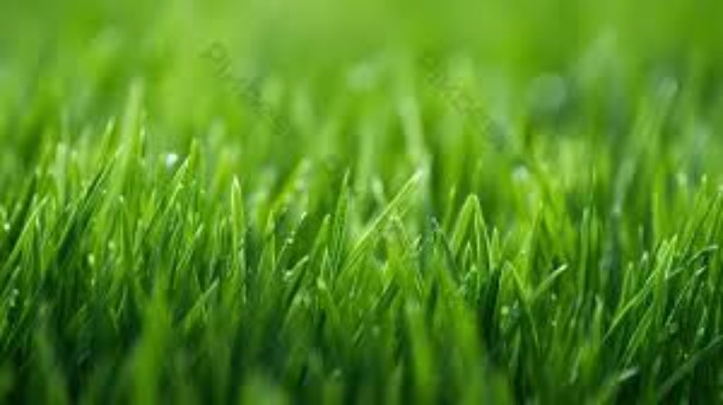 Chụp ảnh kỷ yếu tại bãi cỏ Đông Kết ( nguồn ảnh: sưu tầm )