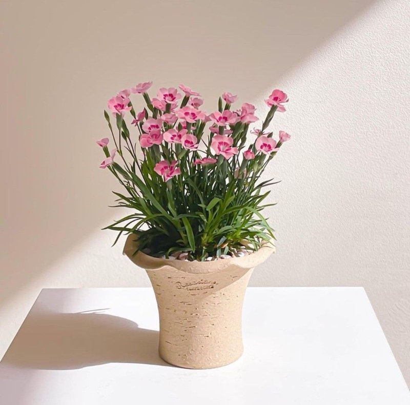 Chậu cây nhỏ ( nguồn ảnh: sưu tầm )