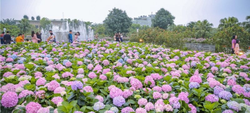 Vườn hoa Cẩm Tú Cầu