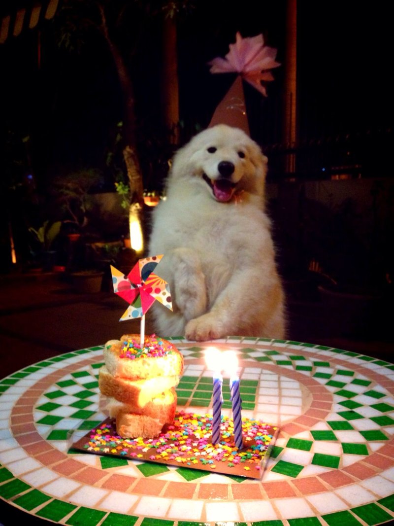 Ảnh troll sinh nhật bạn thân nam cực chất 2025