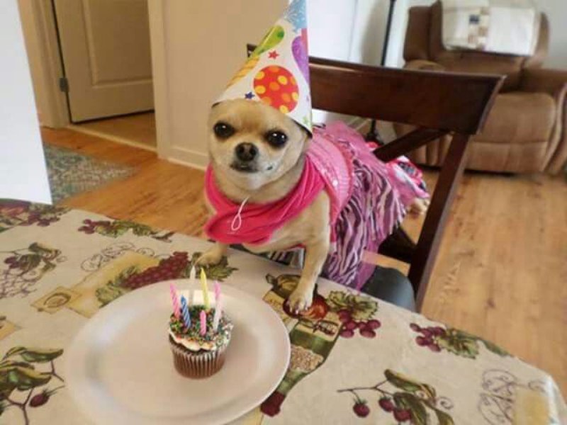 Ảnh troll sinh nhật bạn thân nam cực chất bá đạo