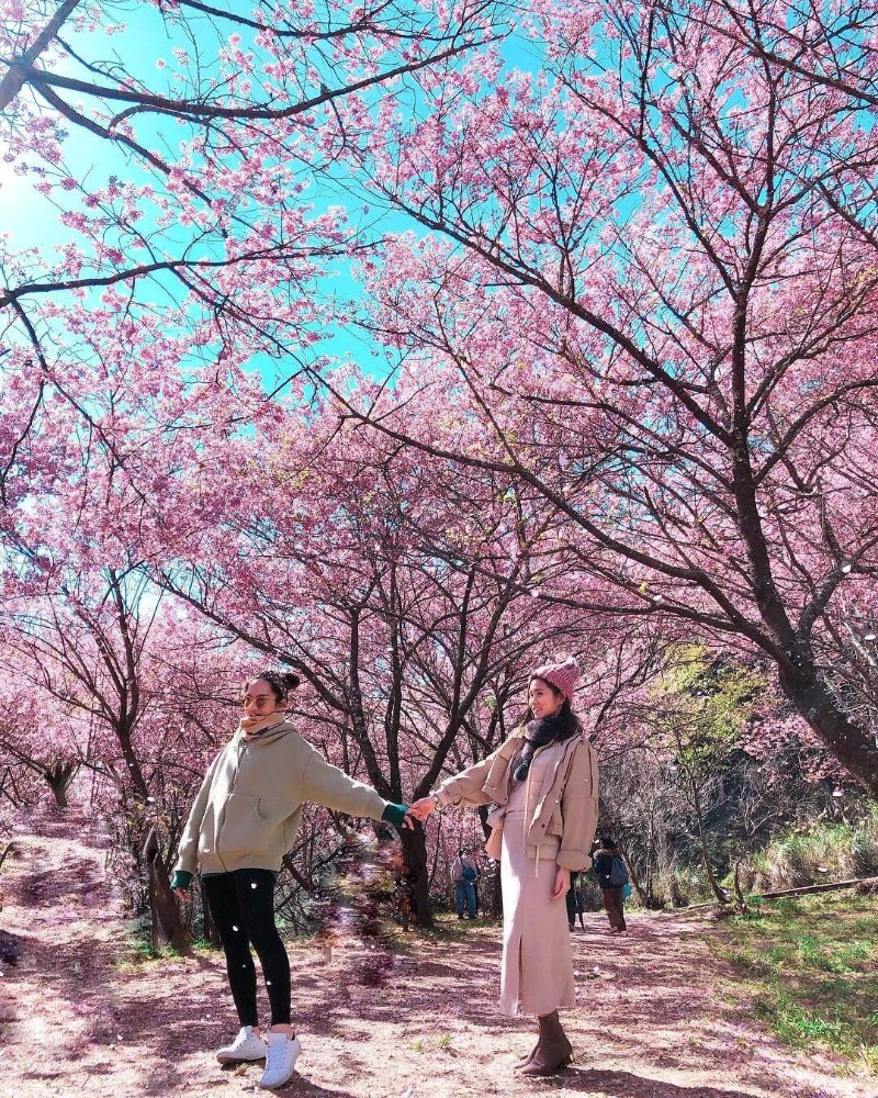 Cùng nắm tay dưới hoa đào nở rộ