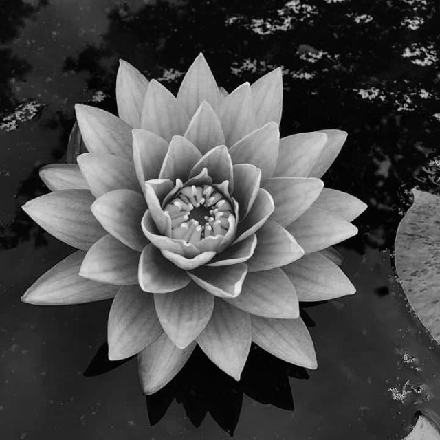 Ảnh bông sen đen trắng 2026 với phông nền tối ấn tượng