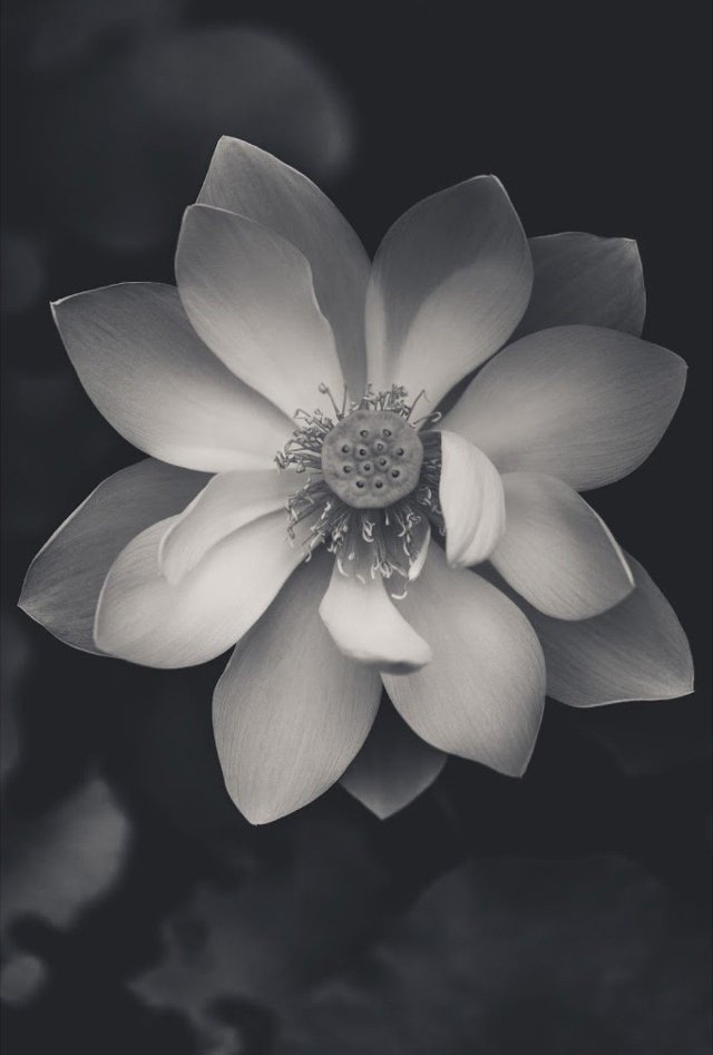 Ảnh bông sen đen trắng với phông nền tối ấn tượng 2026