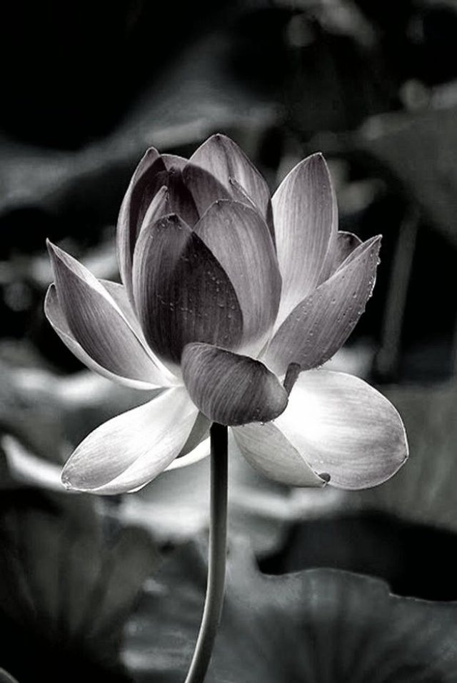 Ảnh bông sen đen trắng với phông nền tối ấn tượng