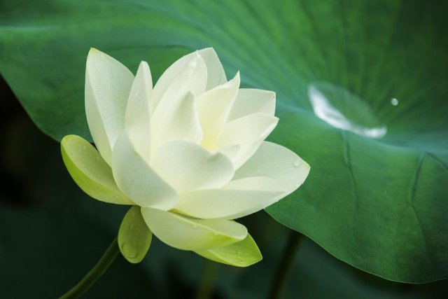 Ảnh bông sen trắng đẹp