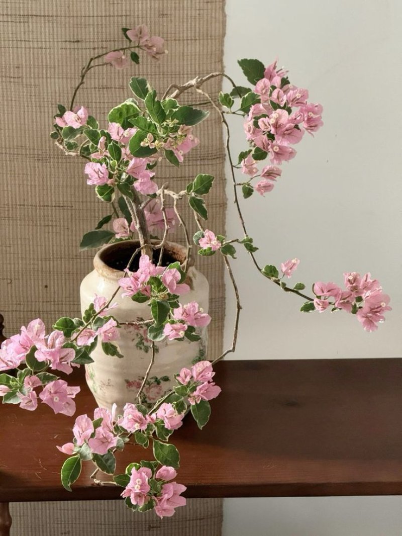 Ảnh cây cảnh chưng Tết