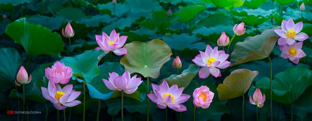 Ảnh đầm sen hồng làm hình nền máy tính đẹp lạ