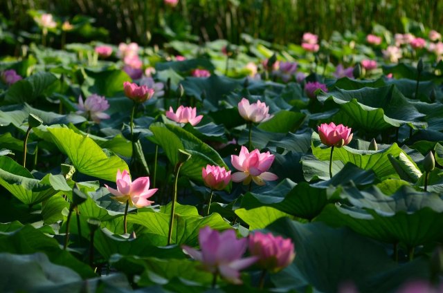 Ảnh đầm sen hồng làm hình nền máy tính đẹp