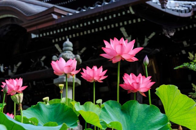 Ảnh đầm sen hồng làm hình nền máy tính mới nhất 2026