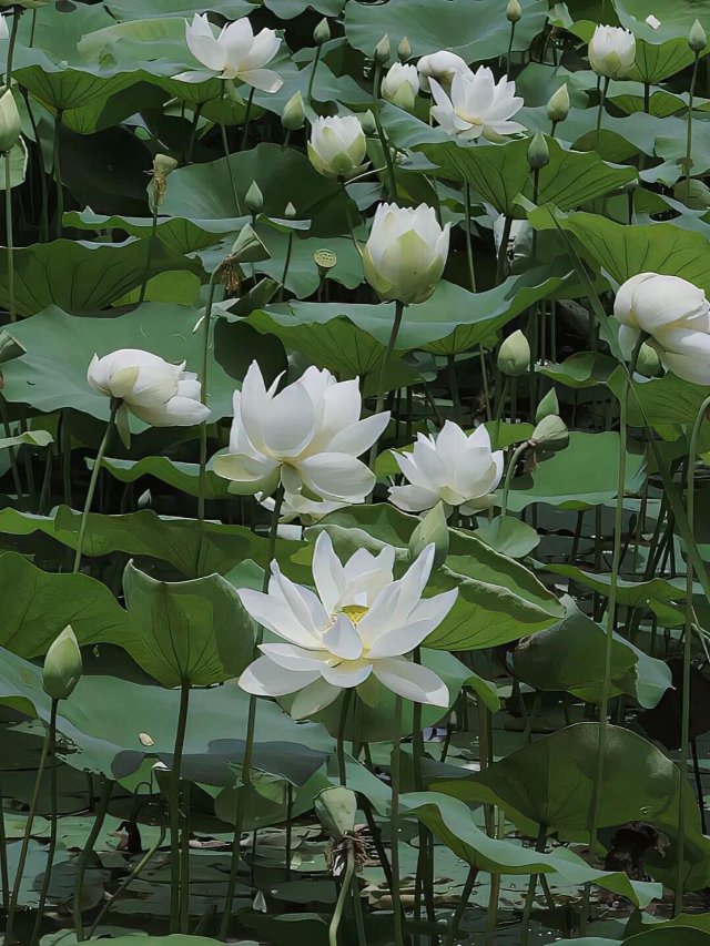 Ảnh đầm sen trắng tinh khiết đẹp tinh tế