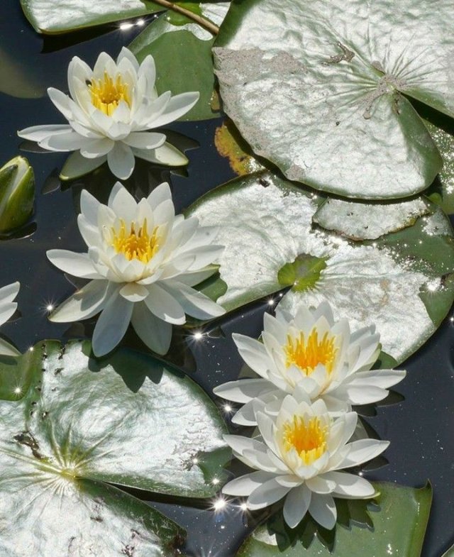 Ảnh đầm sen trắng tinh khiết lấp lánh ánh nắng