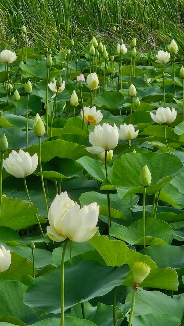 Ảnh đầm sen trắng tinh khiết mới nhất