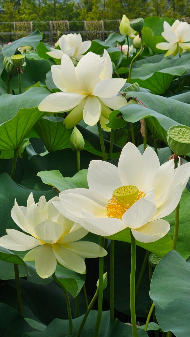 Ảnh đầm sen trắng tinh khiết sang trọng